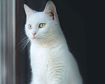 Кошки в Москве: Белый котенок Танго в добрые руки Мальчик, 1 руб. - фото 2