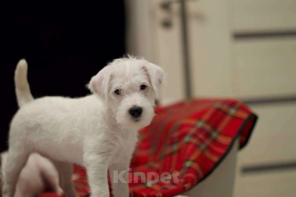 Собаки в Москве: Очень нежная и милая девочка Девочка, 25 000 руб. - фото 1