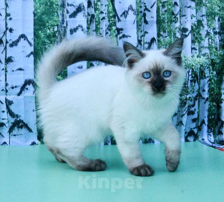 Кошки в Москве: Русская красавица Девочка, 50 000 руб. - фото 6