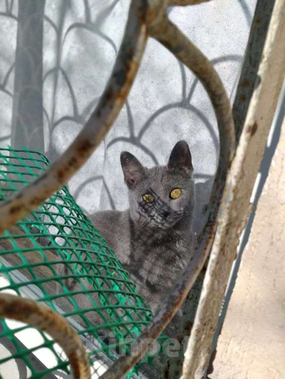 Кошки в Сочи: Красотка ищет дом  Девочка, Бесплатно - фото 5