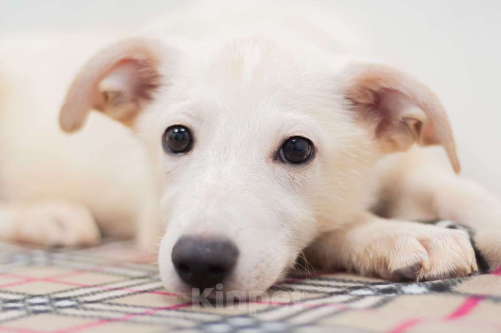 Собаки в Москве: Щеночки  ищут  дом  Девочка, Бесплатно - фото 2