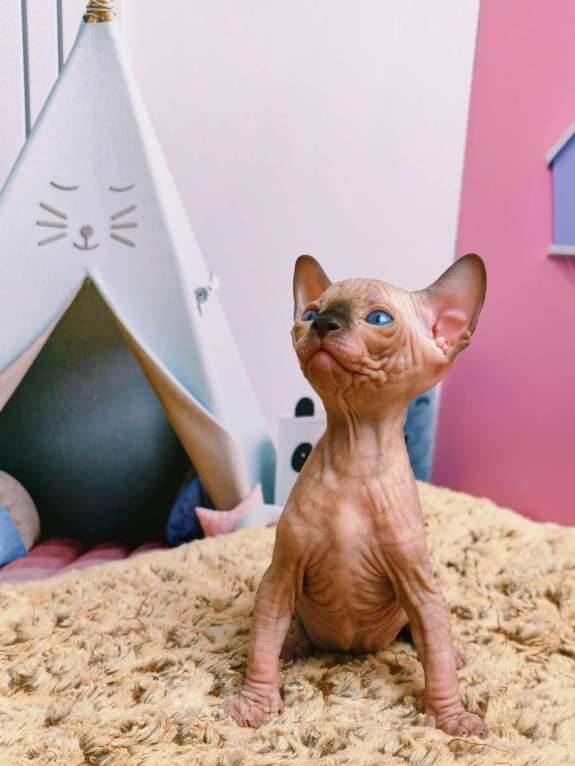 Кошки в Москве: Котенок канадский сфинкс Мальчик, Бесплатно - фото 3