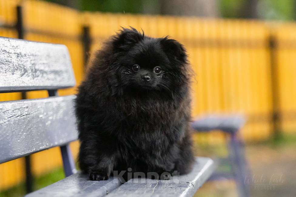 Собаки в Новосибирске: Померанский шпиц Мальчик, 45 000 руб. - фото 3