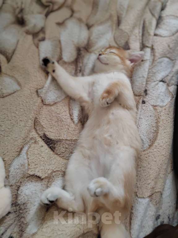 Кошки в Владивостоке: Шотландская золотая шиншилла Девочка, 40 000 руб. - фото 6