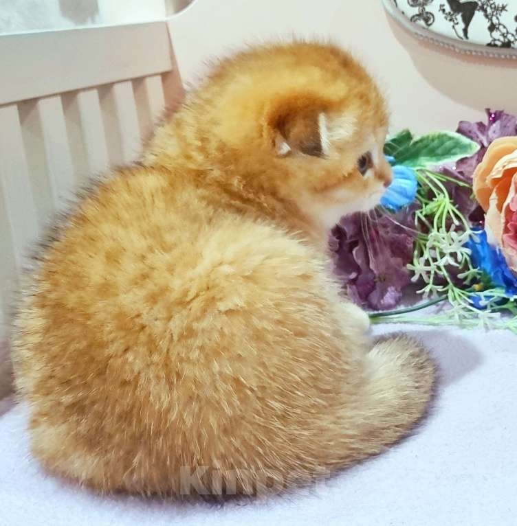 Кошки в Москве: Зоолотой котик. С документами  Мальчик, 30 000 руб. - фото 6