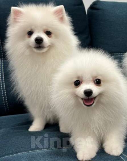 Собаки в Пензе: Щенок немецкого шпица  Мальчик, Бесплатно - фото 2