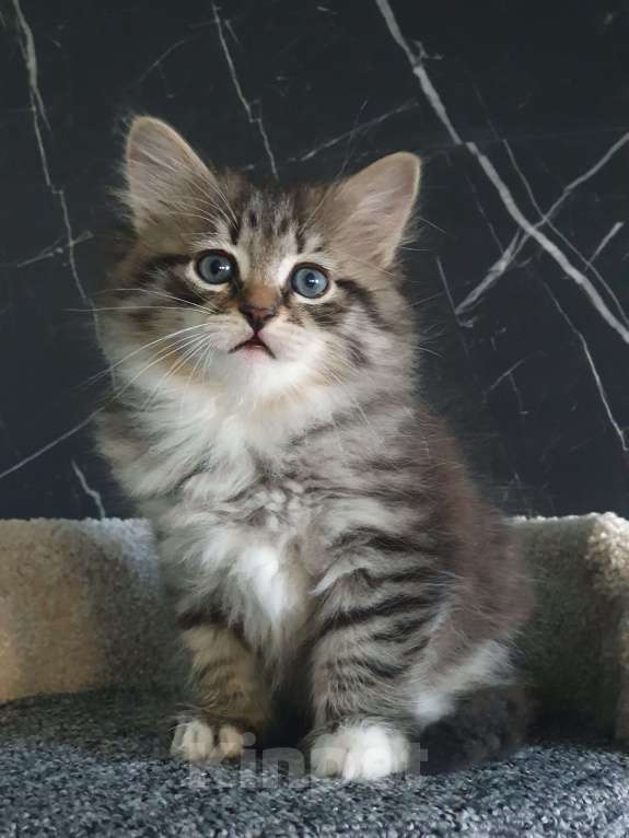 Кошки в Москве: SIB Сибирские котята Девочка, 45 000 руб. - фото 3