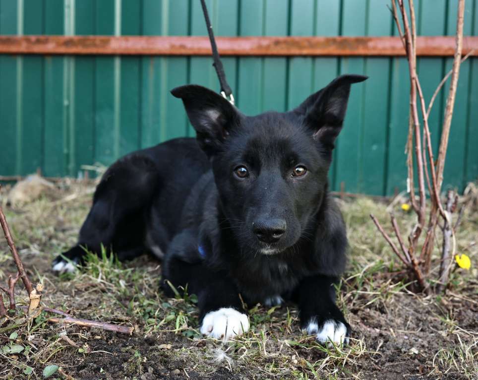 Собаки в Москве: Щенок бесплатно в Москве Мальчик, Бесплатно - фото 2