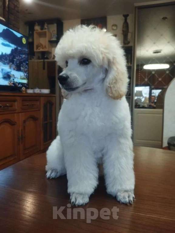 Собаки в Санкт-Петербурге: Щенки малого пуделя Мальчик, 80 000 руб. - фото 5