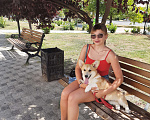 Собаки в Севастополе: Щенок вельш корги Пемброк без брака  Мальчик, 60 000 руб. - фото 10