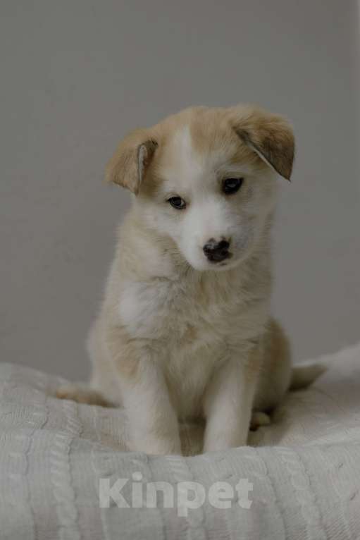 Собаки в Москве: Щенок в добрые руки Девочка, Бесплатно - фото 3