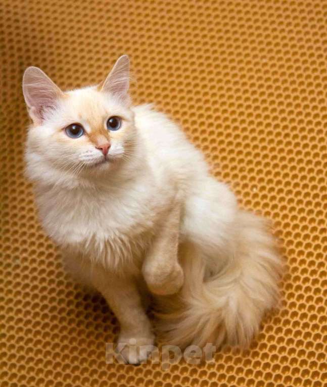 Кошки в Москве: Нежная ласковая кошечка Синди в добрые руки Девочка, Бесплатно - фото 4