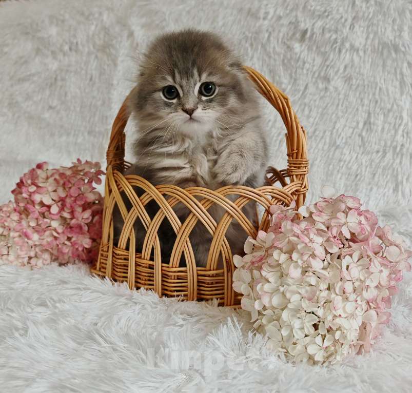 Кошки в Москве: Длинношертсные шотландские котята Девочка, 65 000 руб. - фото 2