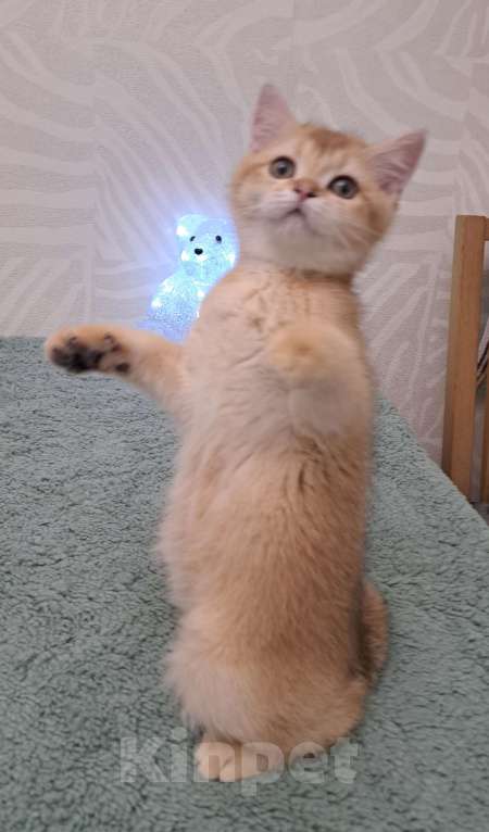 Кошки в Москве: Шотландский золотой мальчик страйт Мальчик, 35 000 руб. - фото 3