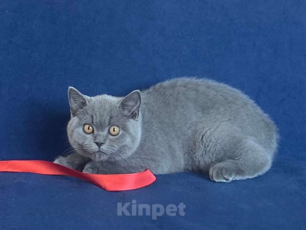 Кошки в Челябинске: Британский котенок с родословной Мальчик, Бесплатно - фото 5