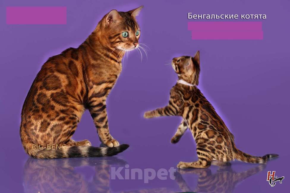 Кошки в Санкт-Петербурге: Бенгальская девочка  Пуговка BIG-BENG Девочка, 40 000 руб. - фото 4