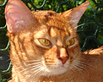 Кошки в Москве: Вязка с абиссинским котом интерчемпионом., 4 000 руб. - фото 3