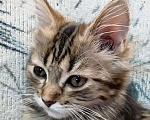 Кошки в Чебоксарах: Мальчик . Мальчик, 5 000 руб. - фото 1