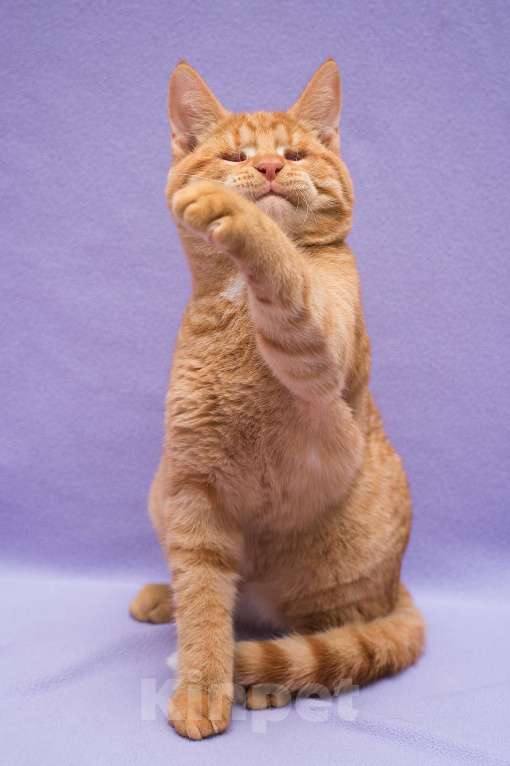 Кошки в Москве: Рыжий Барсик, 7 мес Мальчик, Бесплатно - фото 1