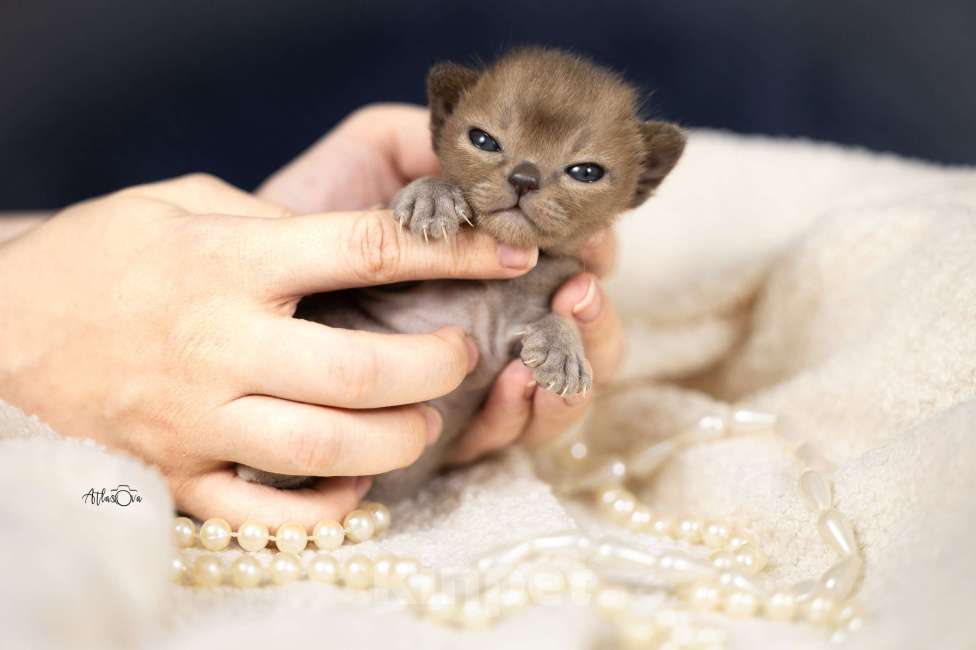 Кошки в Москве: Бурманские котята Девочка, 150 000 руб. - фото 4