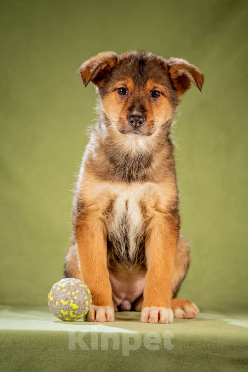 Собаки в Клине: Миндаль - очаровательная карамелька Девочка, Бесплатно - фото 2