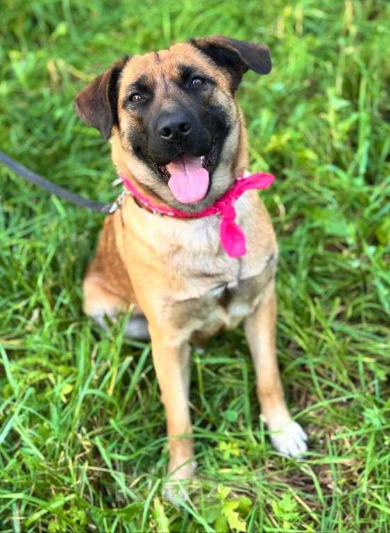 Собаки в Москве: Ищет дом замечательная собака Джина Девочка, 10 руб. - фото 3