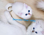 Кошки в Москве: Продаю котят! Питомник Serenade Silver Valley Девочка, 80 000 руб. - фото 1