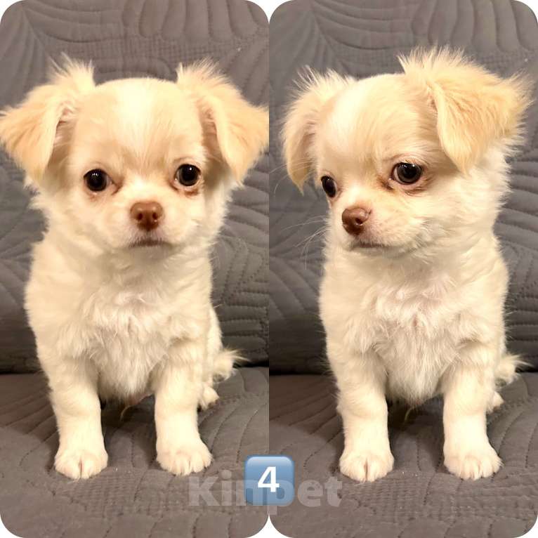 Собаки в Москве: Щенки чихуахуа Мальчик, 25 000 руб. - фото 4