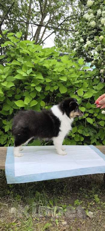 Собаки в Санкт-Петербурге: Трёхколерная девочка шелти Девочка, Бесплатно - фото 3