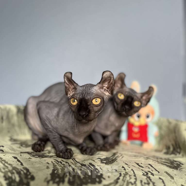 Кошки в Москве: Канадский сфинкс Эльф Девочка, 20 000 руб. - фото 6