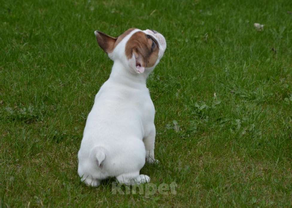 Собаки в Твери: Французская булочка Девочка, 40 000 руб. - фото 2