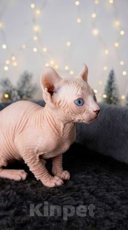 Кошки в Москве: Котёнок эльф Девочка, 90 000 руб. - фото 2