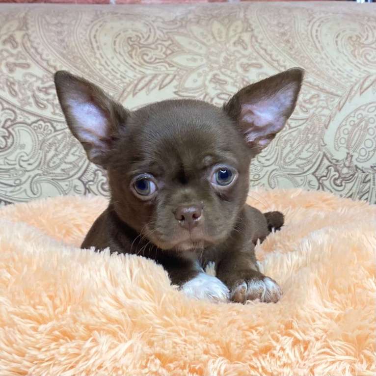 Собаки в Москве: Щенки чихуахуа  Девочка, Бесплатно - фото 3