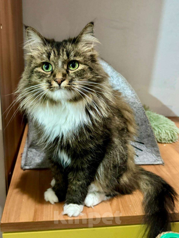 Кошки в Москве: Прелестная кошечка Марфа ищет семью Девочка, Бесплатно - фото 2