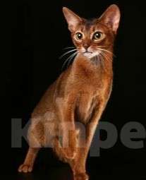 Кошки в Москве: Шикарные абиссинские котята питомника «ELDAMAR» Мальчик, 100 000 руб. - фото 2