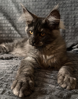 Котенок мейн-кун