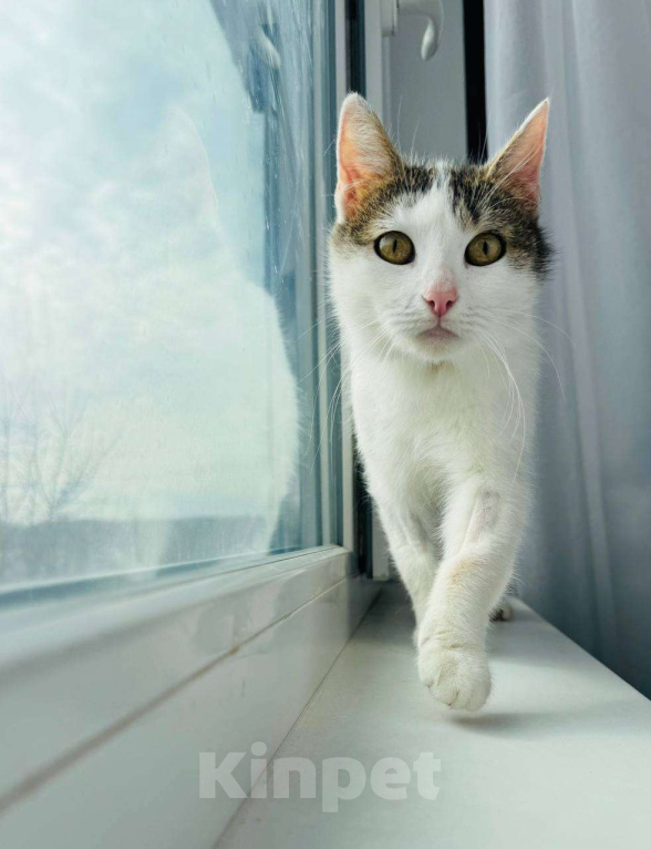 Кошки в Москве: Нежная Лизавета мечтает о доме Девочка, Бесплатно - фото 1