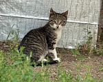 Кошки в Москве: Тигрули в добрые и ответственные руки! Мальчик, Бесплатно - фото 3