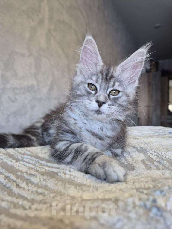 Кошки в Москве: Мейн-кун Девочка, 50 000 руб. - фото 1