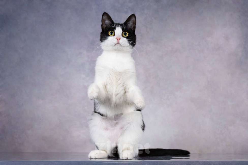 Кошки в Москве: Грациозность и любопытство– знакомьтесь, Мася! Девочка, 1 руб. - фото 5