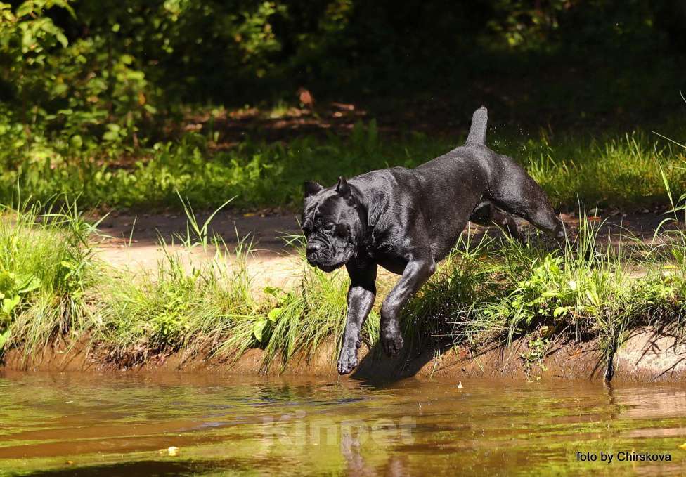 Собаки в Москве: Кобель Кане Корсо для вязки Мальчик, Бесплатно - фото 9