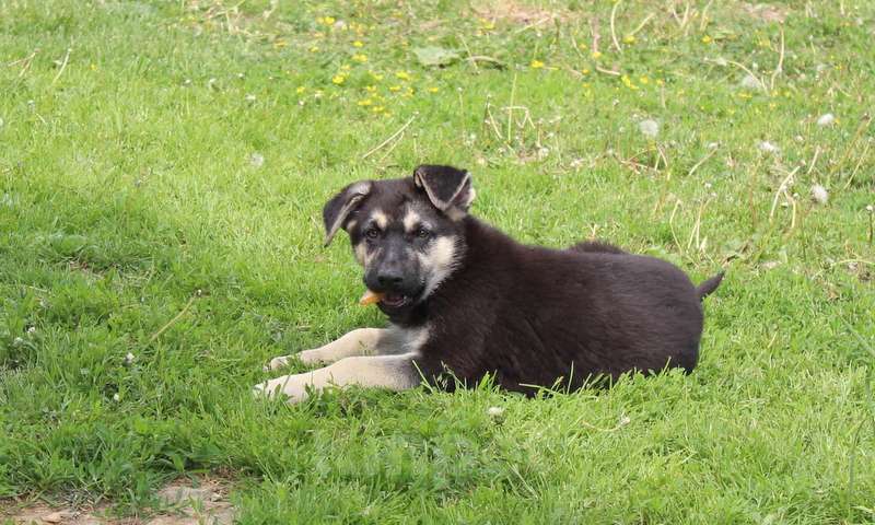 Собаки в Москве: Радомир Мальчик, 50 000 руб. - фото 8