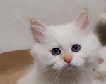 Кошки в Москве: Продаётся котенок Мальчик, 60 000 руб. - фото 2