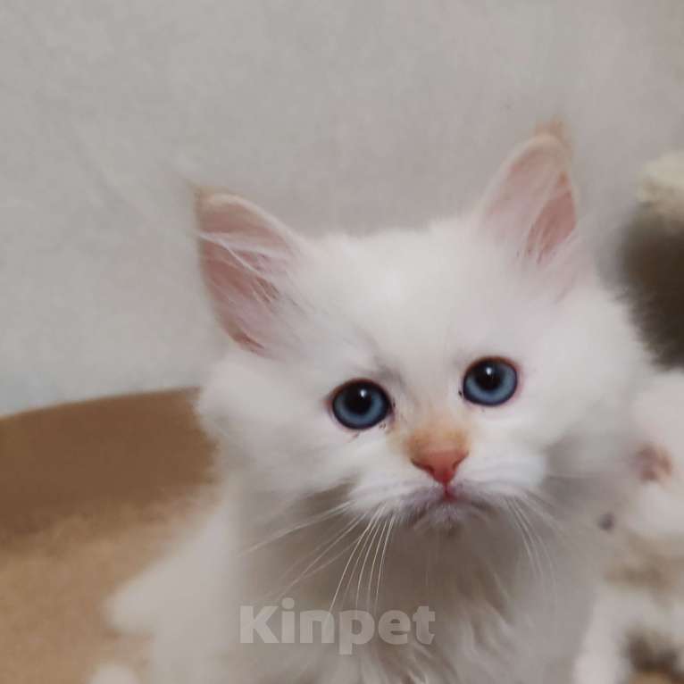 Кошки в Москве: Продаётся котенок Мальчик, 60 000 руб. - фото 2