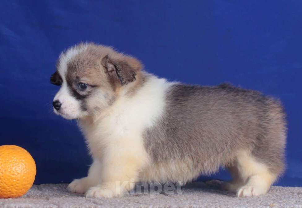 Собаки в Москве: вельш корги пемброк щенки от чемпиона Девочка, 80 000 руб. - фото 2