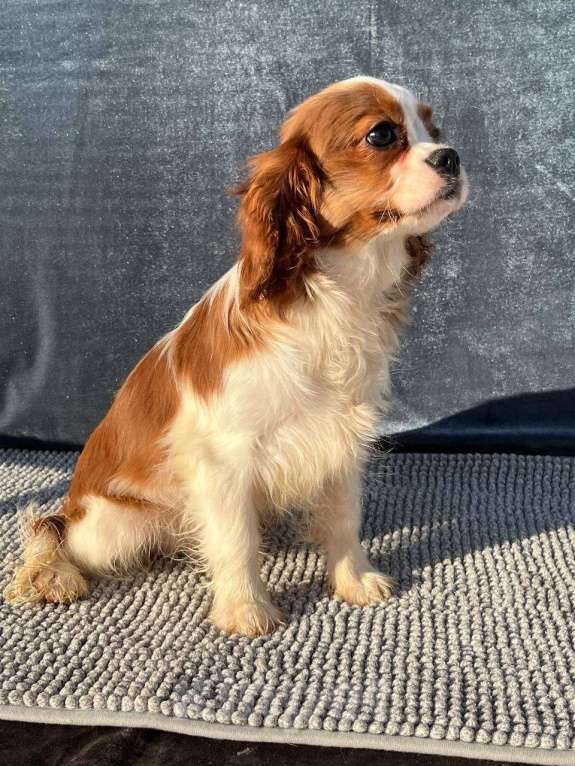 Собаки в Санкт-Петербурге: БЕСТ ИЛРЕАН КАСТОР Мальчик, 100 000 руб. - фото 3