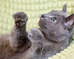 Кошки в Москве: Роскошный молодой кот Сапфир в добрые руки Мальчик, Бесплатно - фото 3