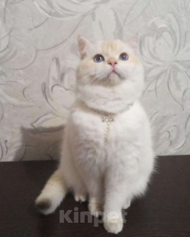 Кошки в Симферополе: Истинный британец Мальчик, 50 000 руб. - фото 4