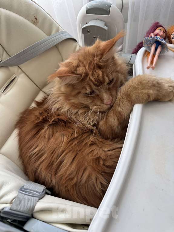 Кошки в Чебоксарах: Пропал кот Мальчик, 20 000 руб. - фото 3