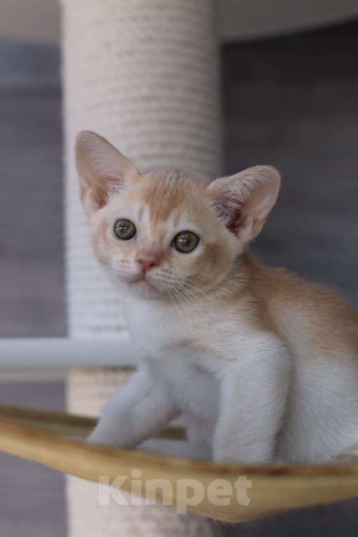 Кошки в Нижнем Новгороде: Бурманский котенок Мальчик, Бесплатно - фото 2